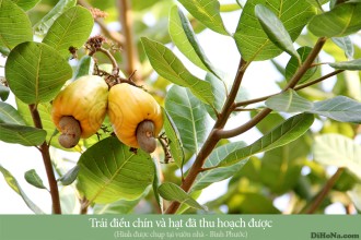 Hạt điều rang muối bà tám Bình Dương và hạt điều rang muối của Bình Phước Hạt điều rang muối bà tám Bình Dương và hạt điều rang muối của Bình Phước