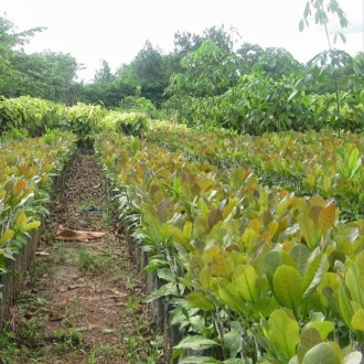 Cây giống hạt điều bình phước  Cây giống hạt điều bình phước