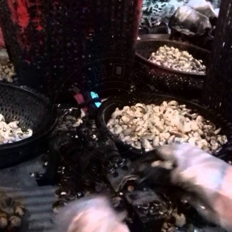 Gia công chẻ hạt điều nguyên vỏ Gia công chẻ hạt điều nguyên vỏ