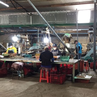 Gia công phân loại hạt điều Gia công phân loại hạt điều