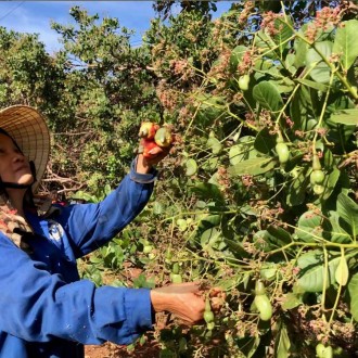 Thu hoạch hạt điều tại vườn Thu hoạch hạt điều tại vườn