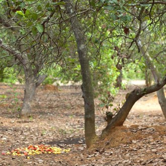 Cho thuê vườn điều canh tác Cho thuê vườn điều canh tác