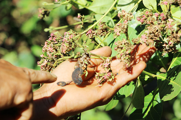 Điều Bình Phước Điều Bình Phước