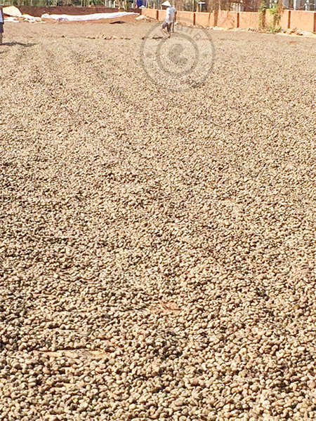 Giá điều Bình Phước - giá cả thị trường bán lẻ niềm vui xen lẫn nỗi buồn