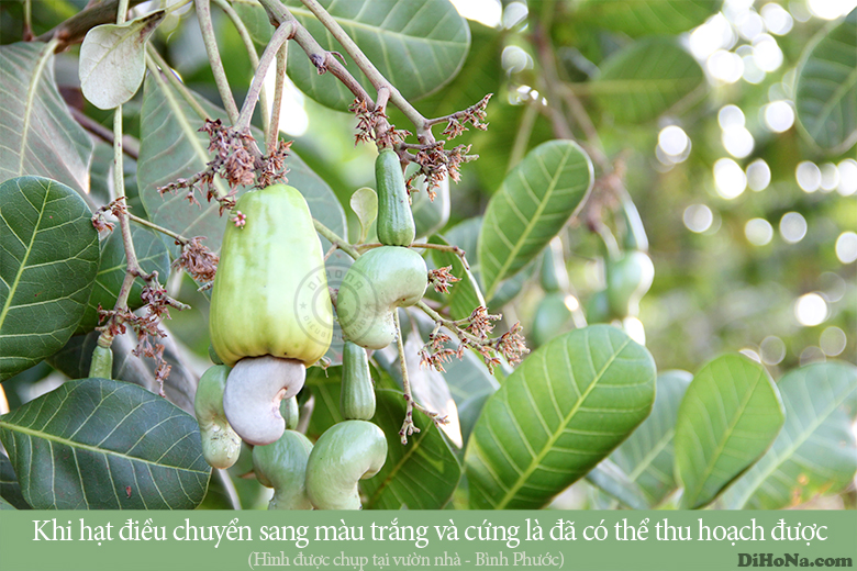 Hạt điều rang muối Hà Nội