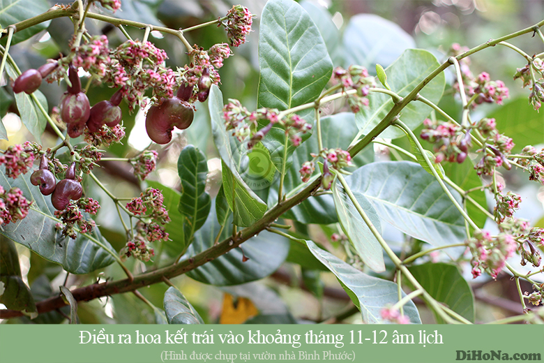 Bán hạt điều rang muối ở Hà Nội Bán hạt điều rang muối ở Hà Nội