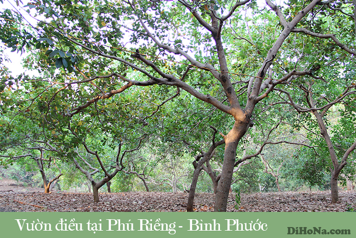 Hạt điều rang muối loại nào ngon?