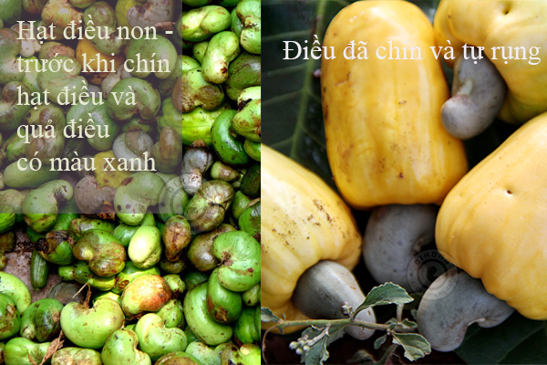 Hạt điều tiếng anh