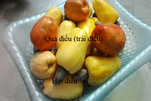 Hạt điều Bình Phước Hạt điều Bình Phước