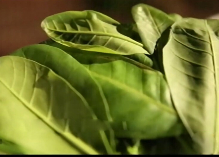 Hạt điều Bình Phước Hạt điều Bình Phước